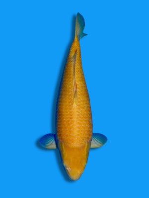 Karashigoi | Koi&Co.